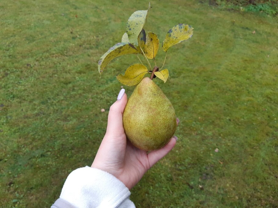 Груша Дюймовочка