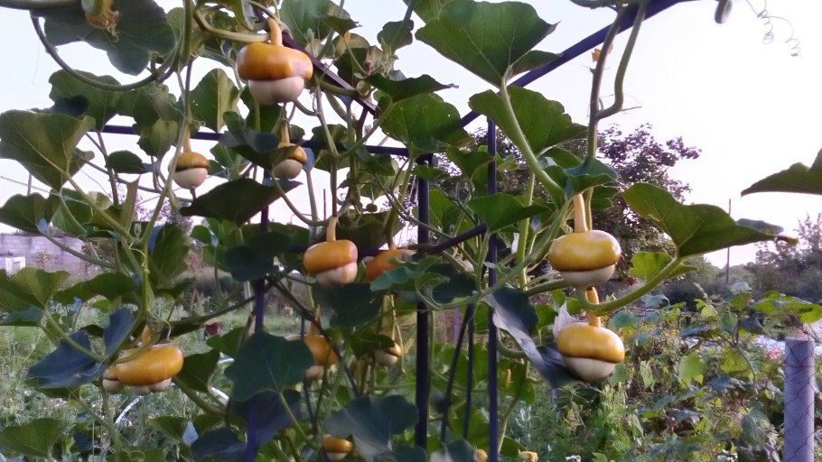 Чалмовидная тыква