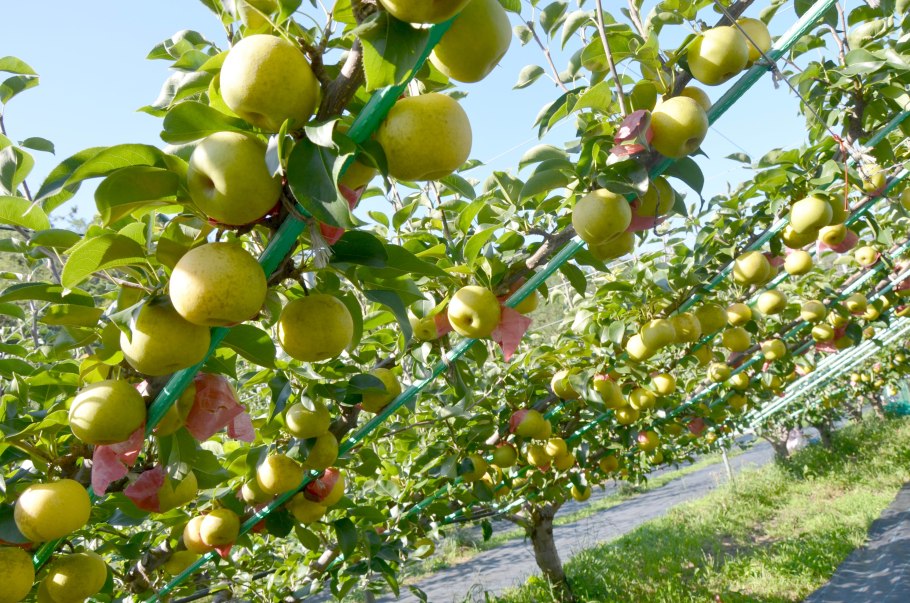 День груши Япония