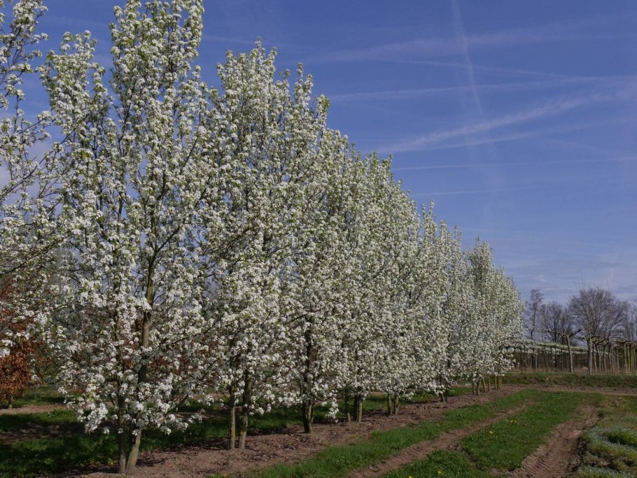 Pyrus calleryana