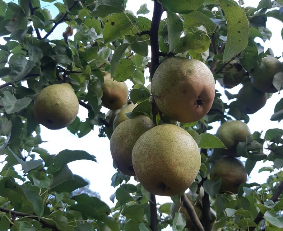 Декоративные груши вьюны