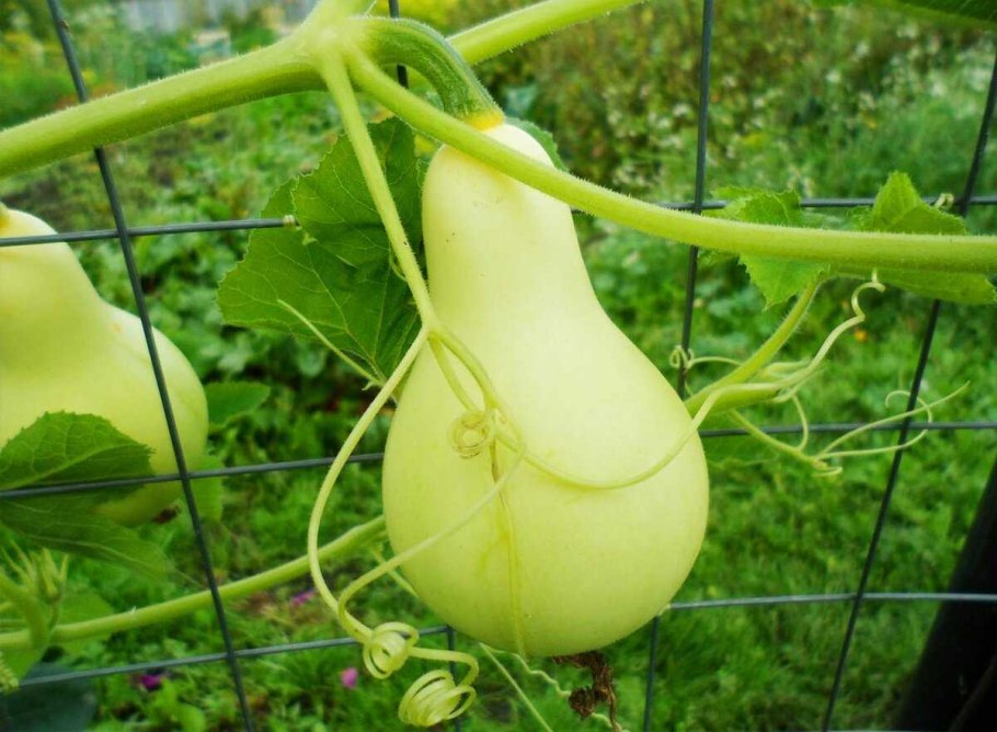 Тыква грушевидная Вьюн