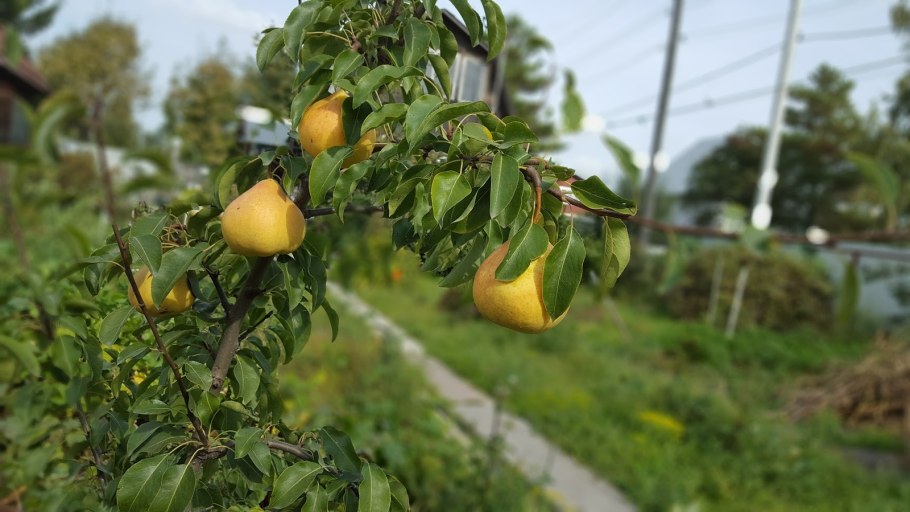 Груша декоративная на даче