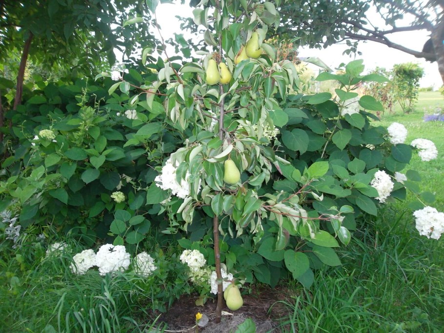Груша в саду Кантри