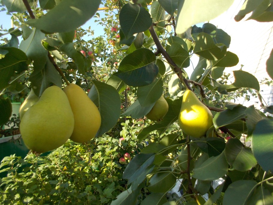 Исполинская груша