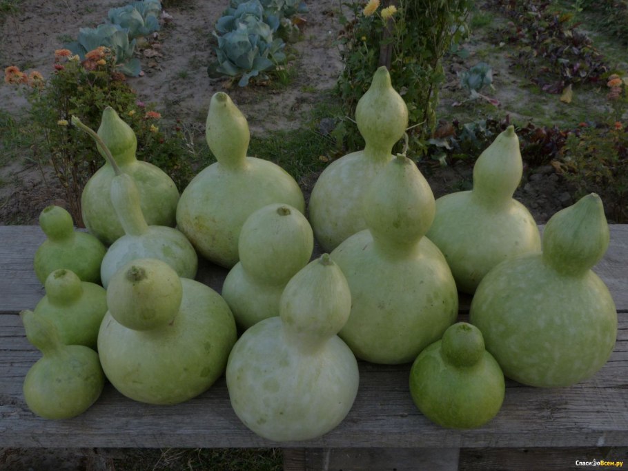 Тыква лагенария семена