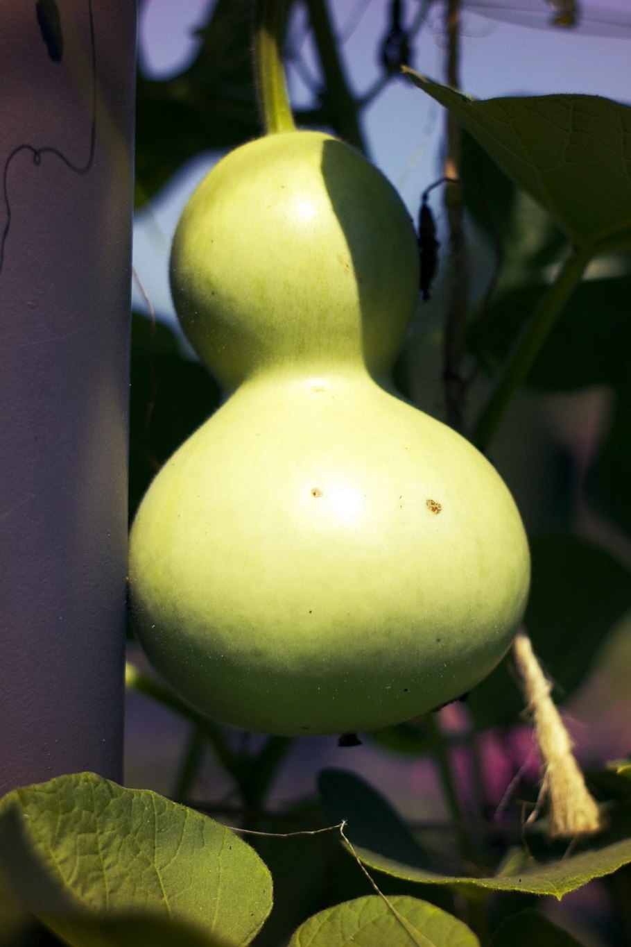 Тыква горлянка - лагенария