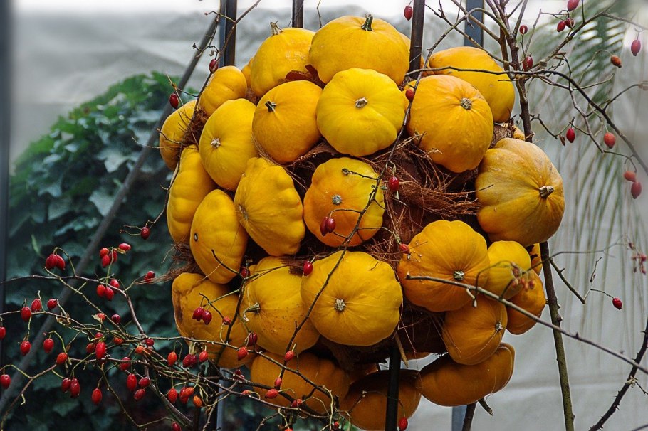 Тыква (патиссон) Терновый венец