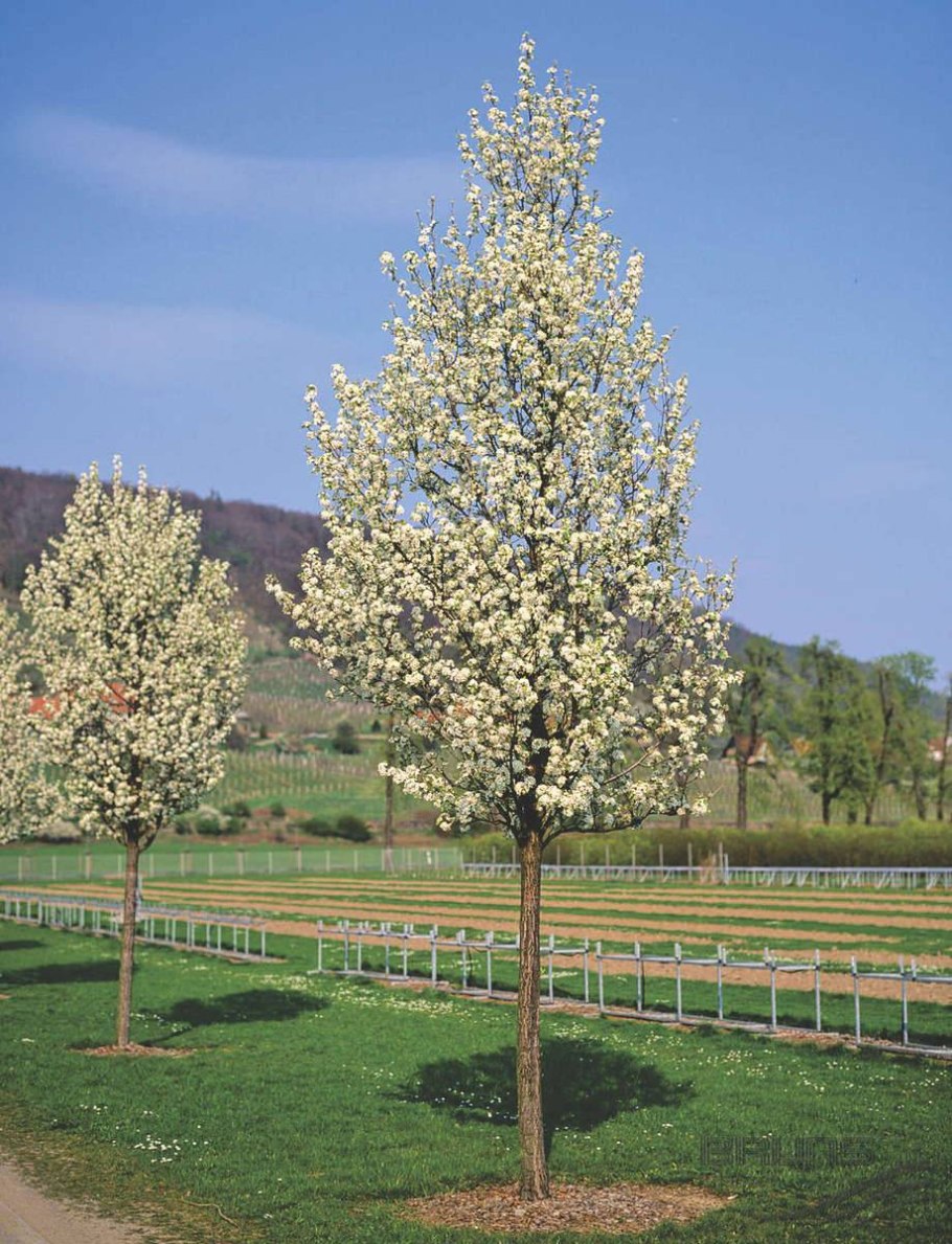 Pyrus calleryana