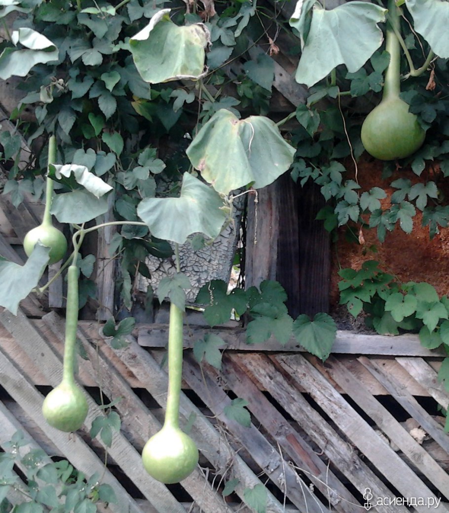 Лагенария грушевидная