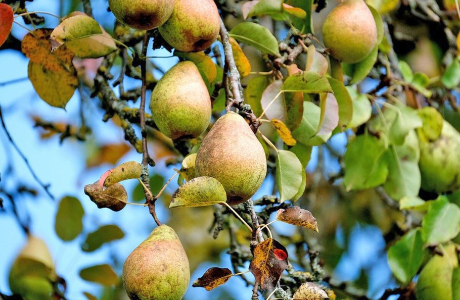 Груша декоративная дерево
