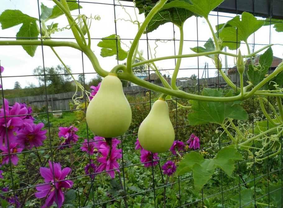 Тыква декоративная грушевидная Вьюн