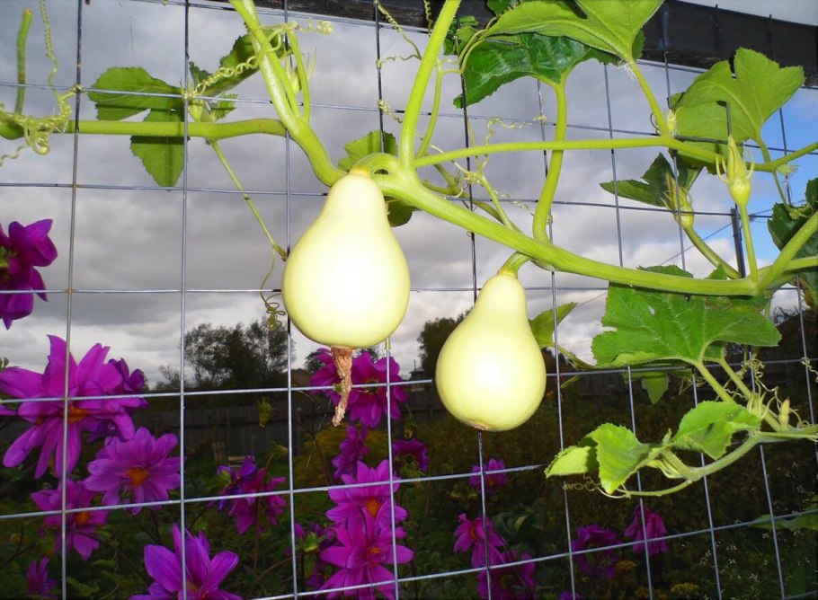 Декоративные груши вьюны