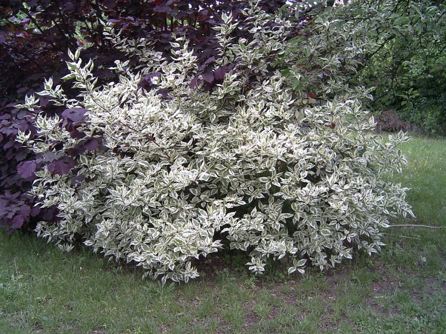 Дерен Вайт Голд