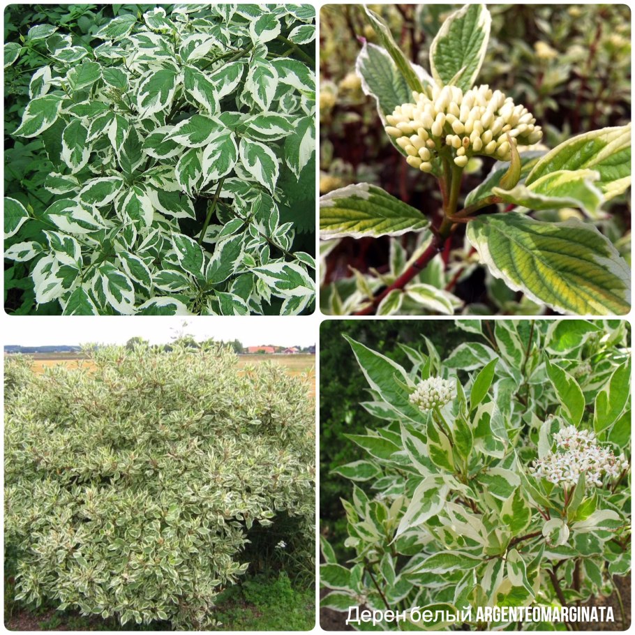 Дёрен белый Argenteomarginata
