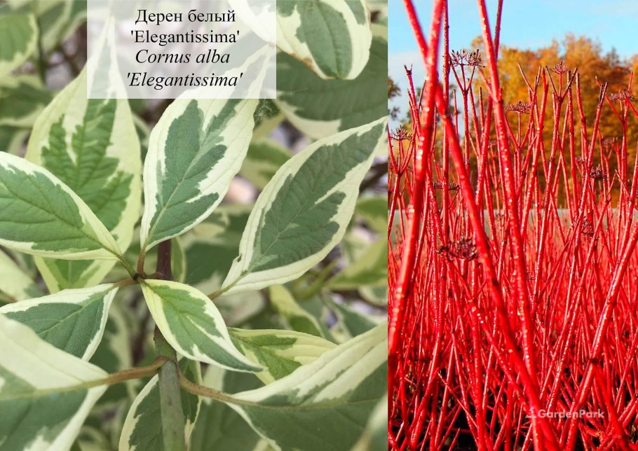 Дерен белый Элегантиссима осенью