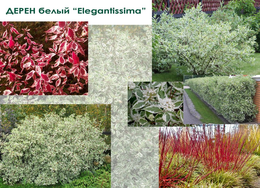 Дерен белый Элегантиссима