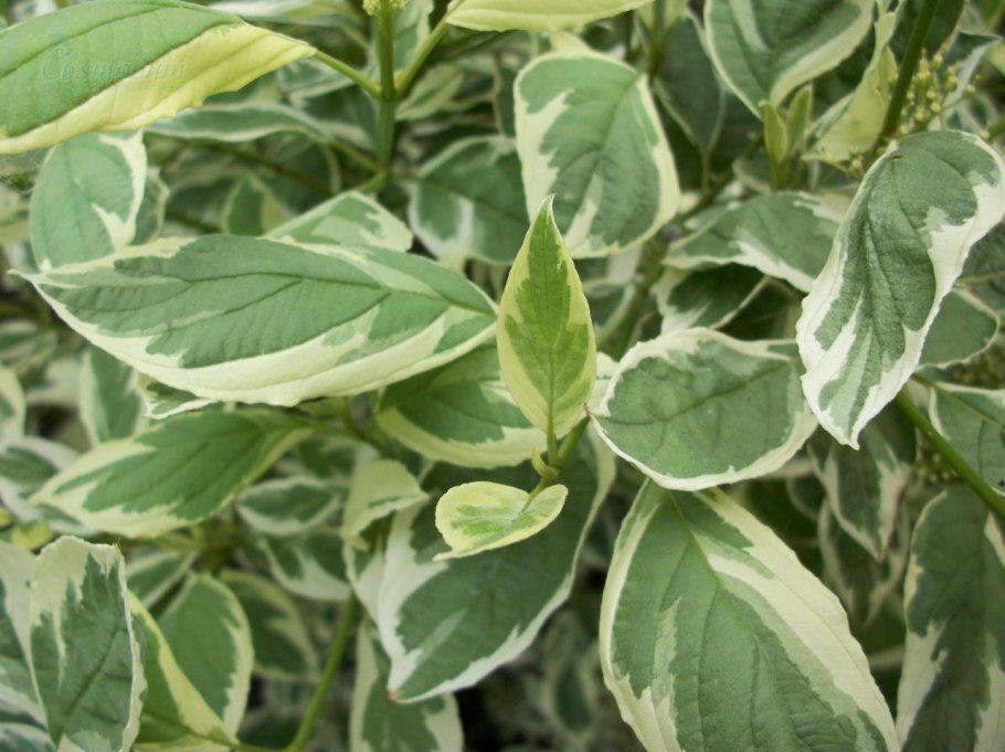 Дерен Альба «Элегансима»