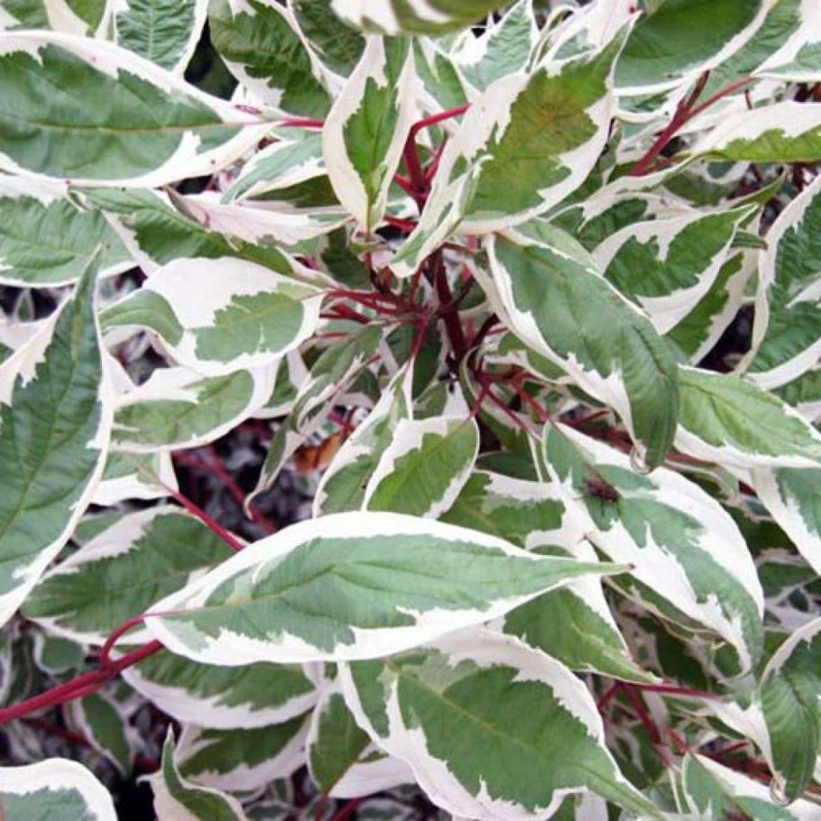 Дерен Альба Элегантиссима