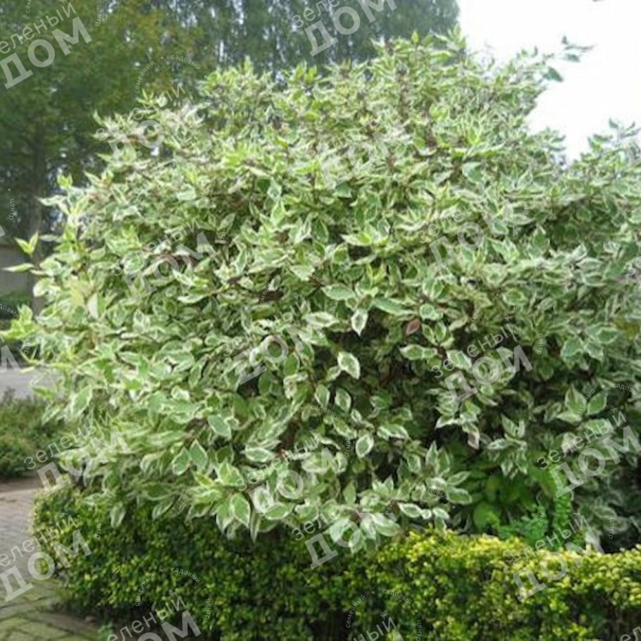 Дерен Аргентеомаргината