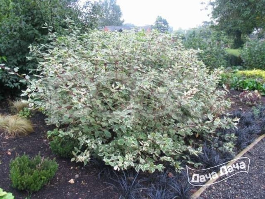 Дерен белый Сибирика