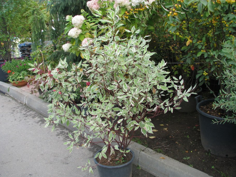 Дёрен белый Элегантисима