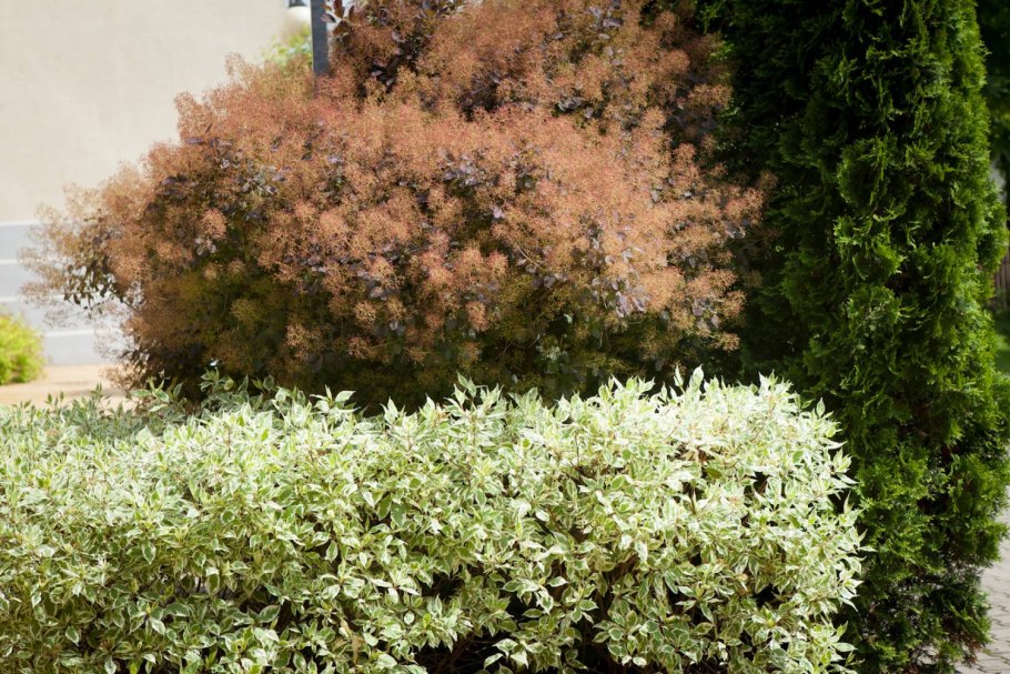 Дерен белый айвори Хало