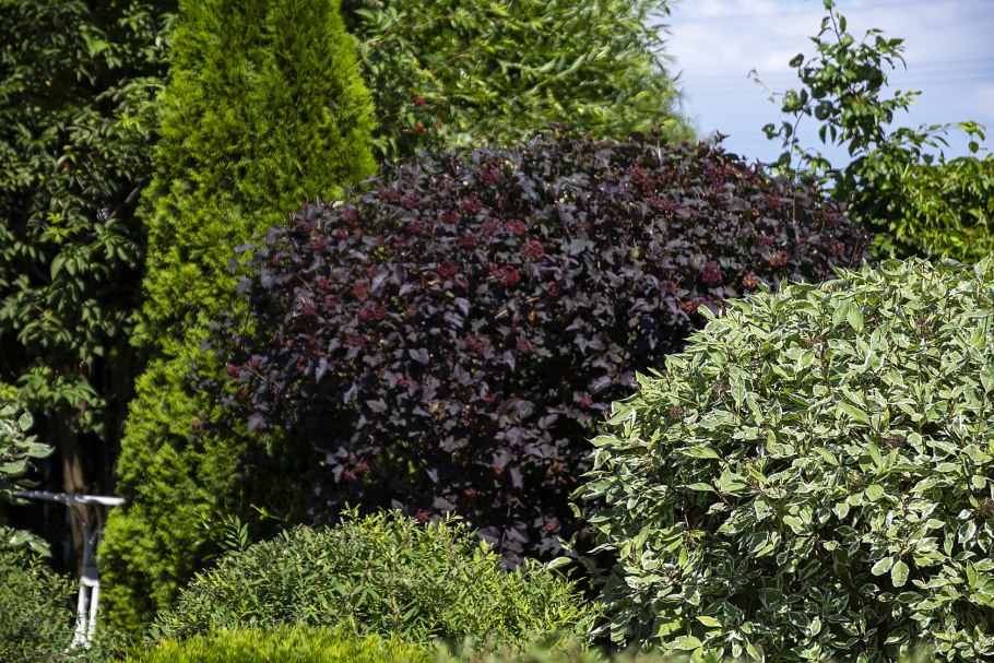 Пузыреплодник калинолистный Диаболо