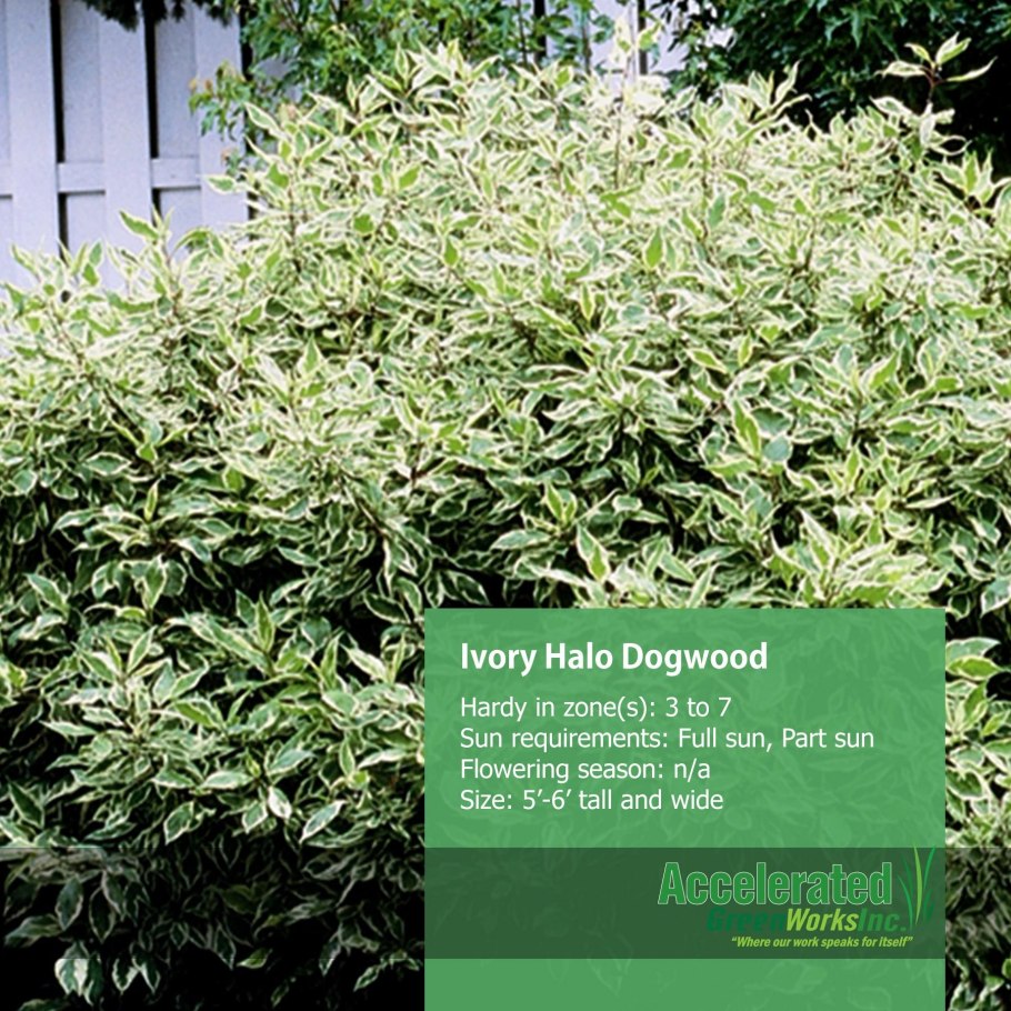 Дерен белый айвори Хало