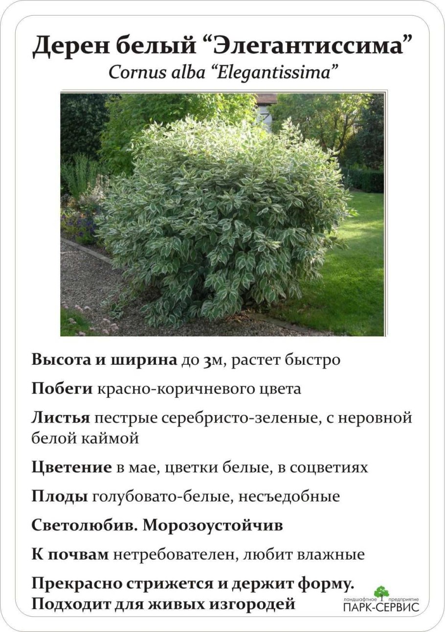 Дерен белый высота куста и диаметр