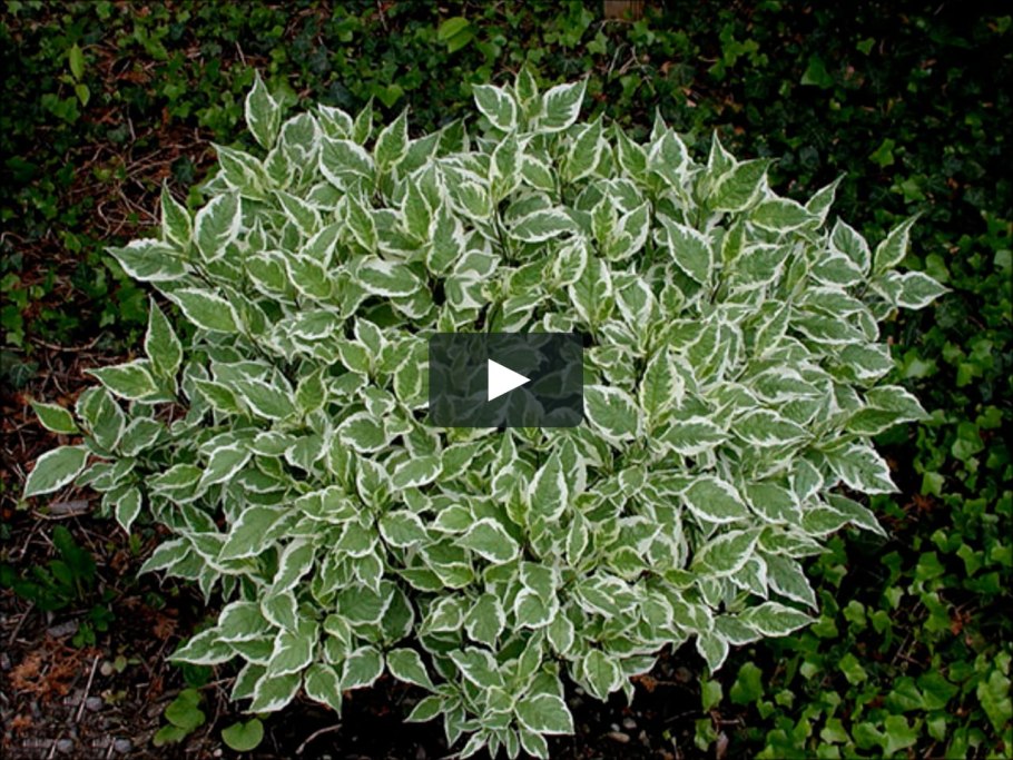 Дёрен белый Argenteomarginata