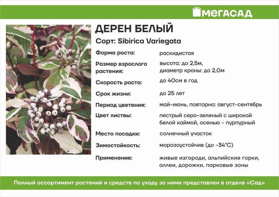 Дерен белый Мирак