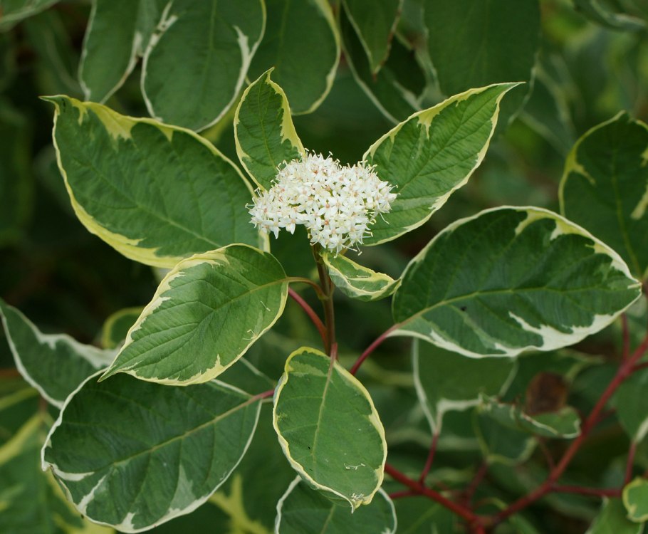 Дёрен белый Argenteomarginata