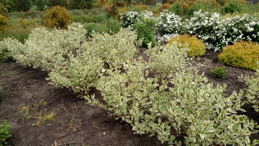 Дерен белый Аргентеомаргината