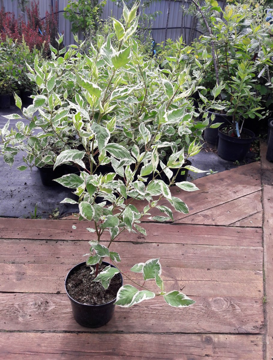 Дерен Альба Элегантиссима