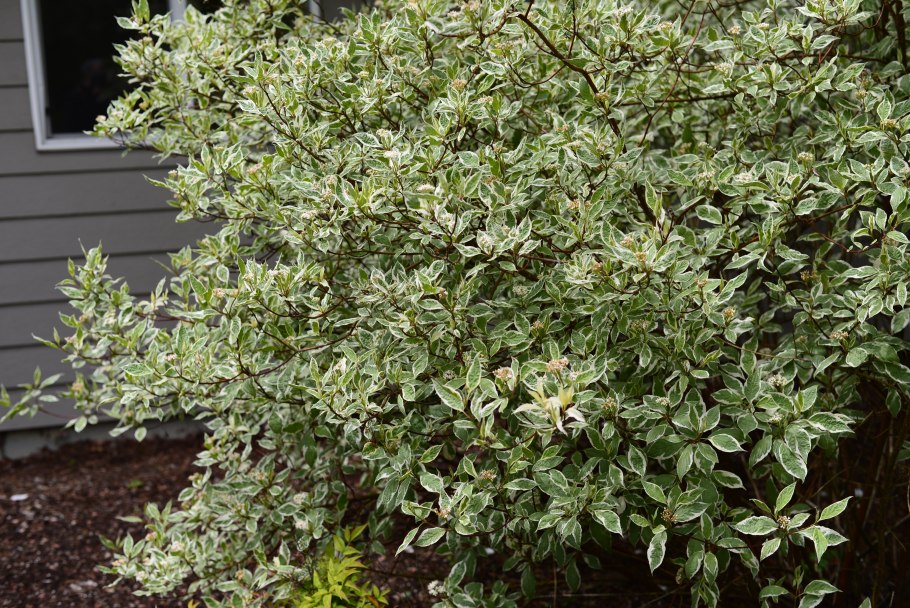 Дерен белый Элегантиссима