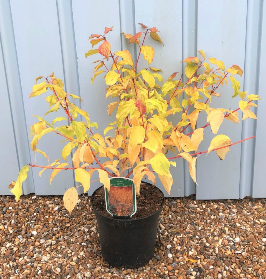 Дерен Эннис Винтер оранж