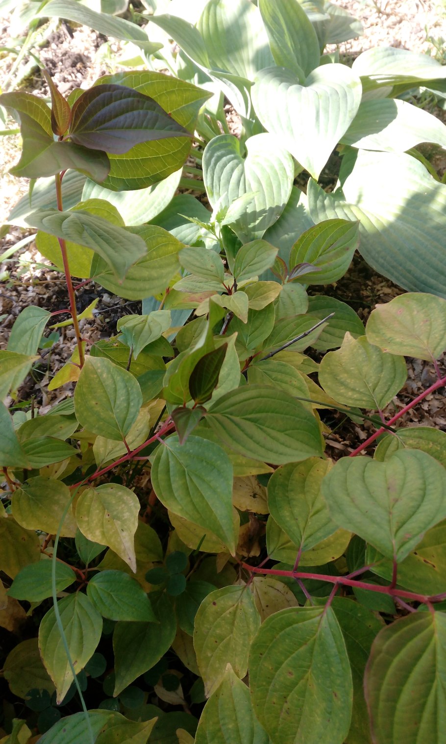 Верба краснотал