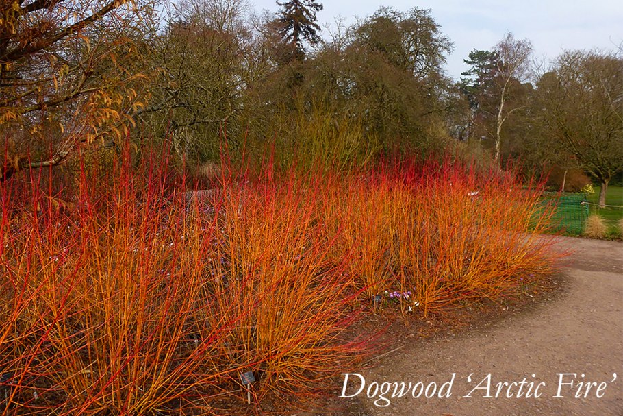 Дерен кроваво-красный (Cornus sanguinea)