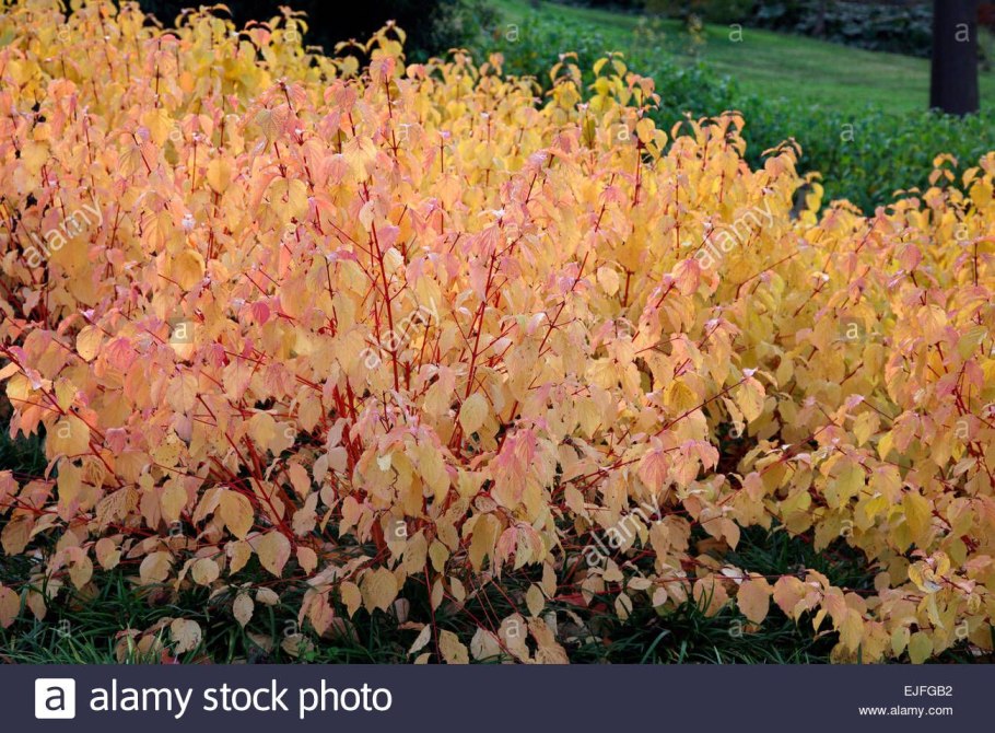 Дерен кроваво-красный, Свидина