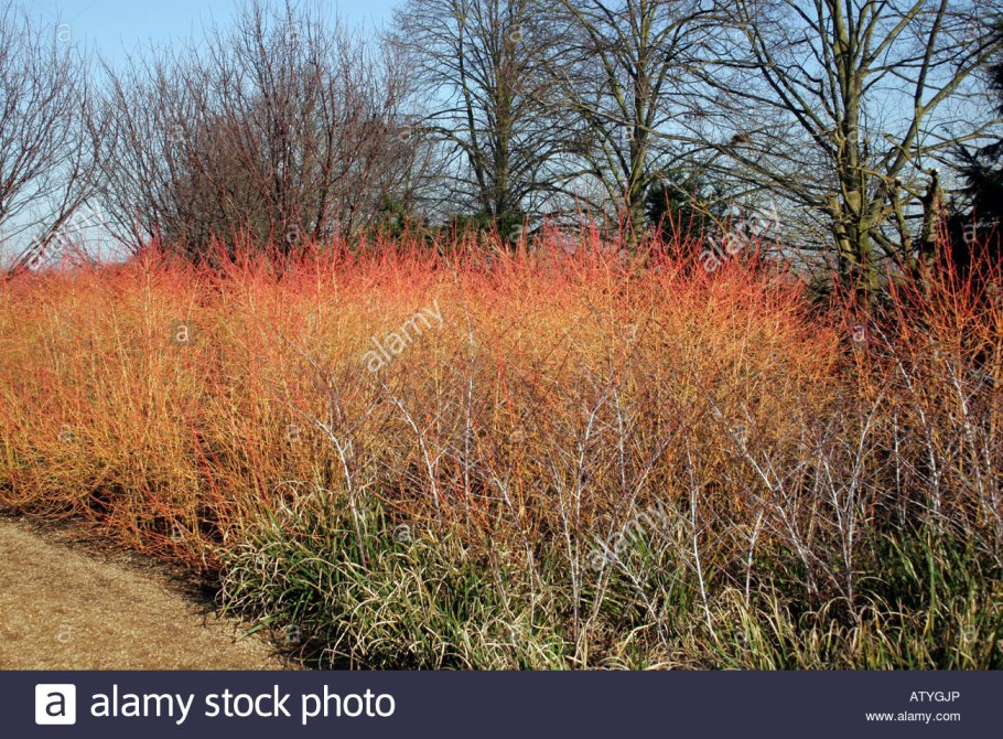 Дерен Эннис Винтер оранж