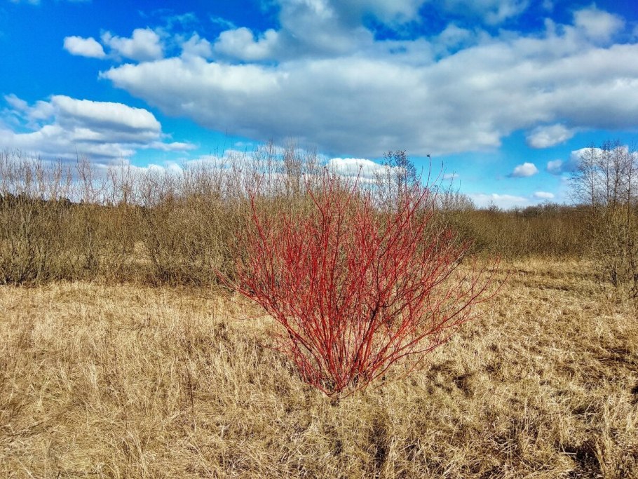 Дерен красный Элегантиссима