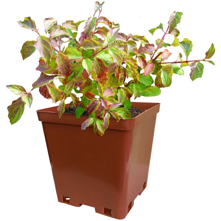 Дерен Винтер Бьюти