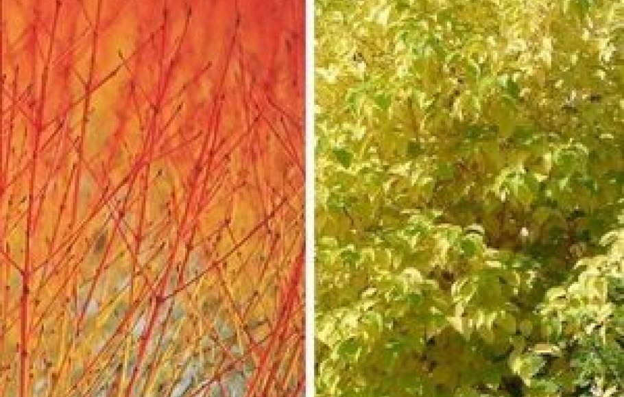 Дерен отпрысковый Кардинал