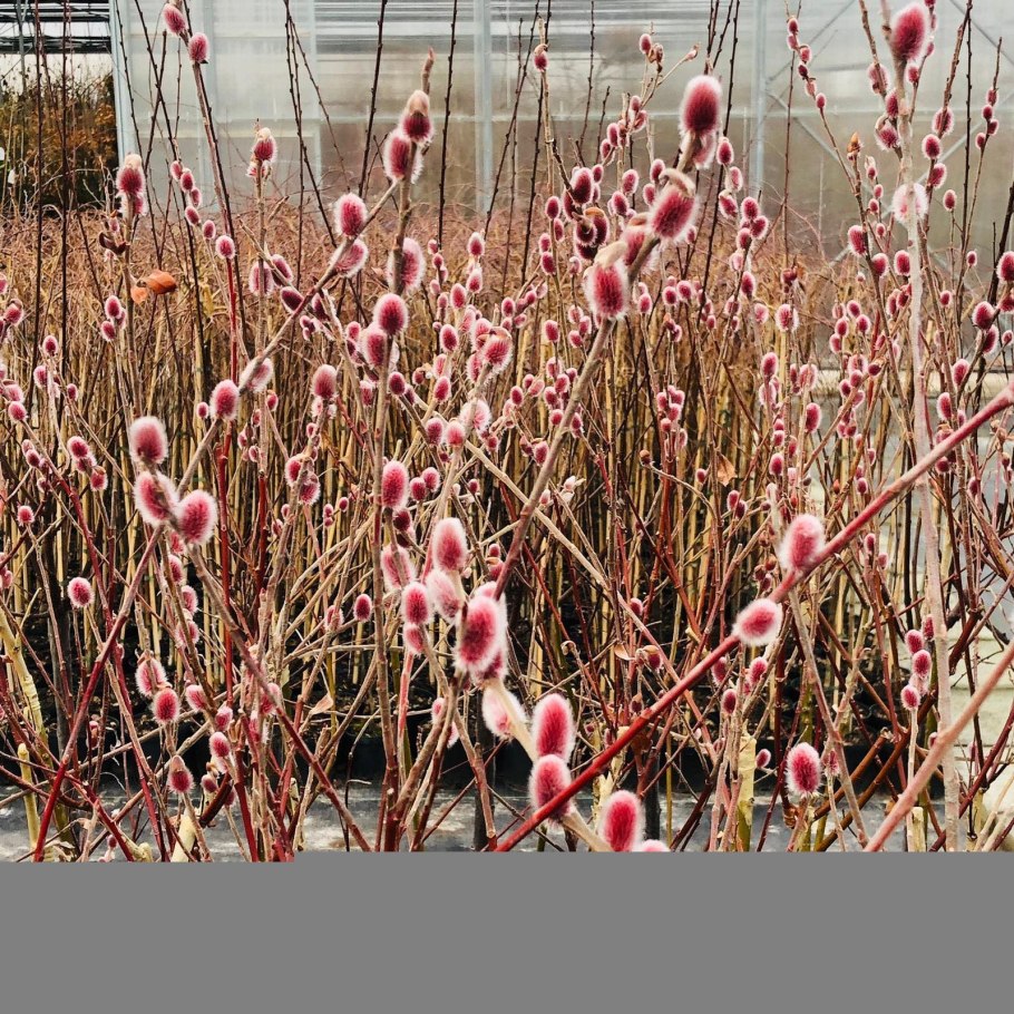 Cornus canadensis :Bunchberry