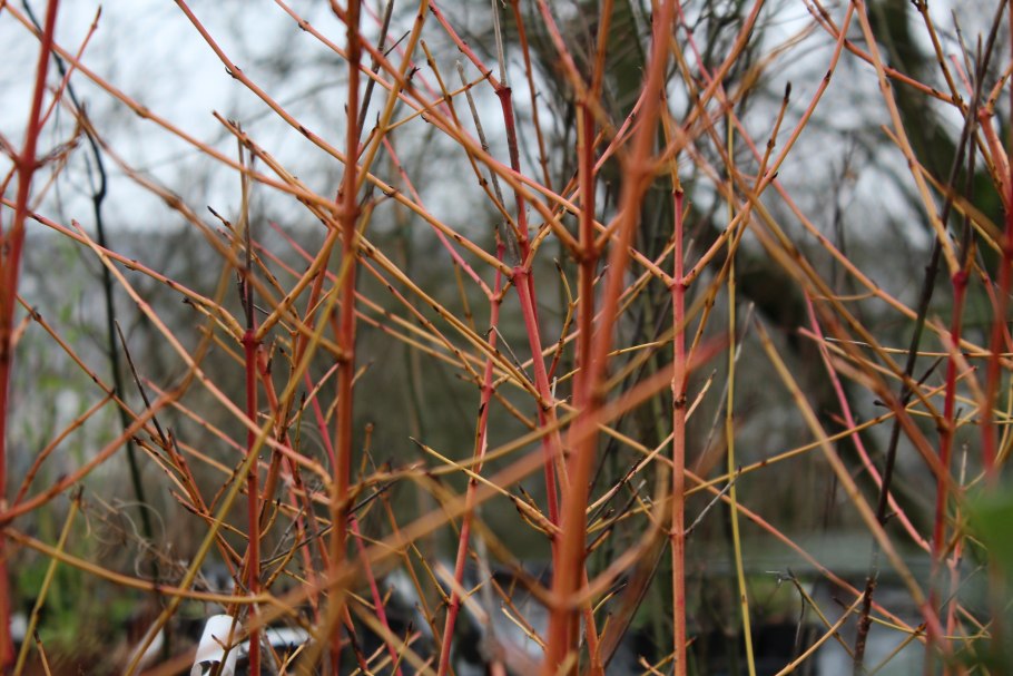 Дерен кроваво-красный Winter Beauty