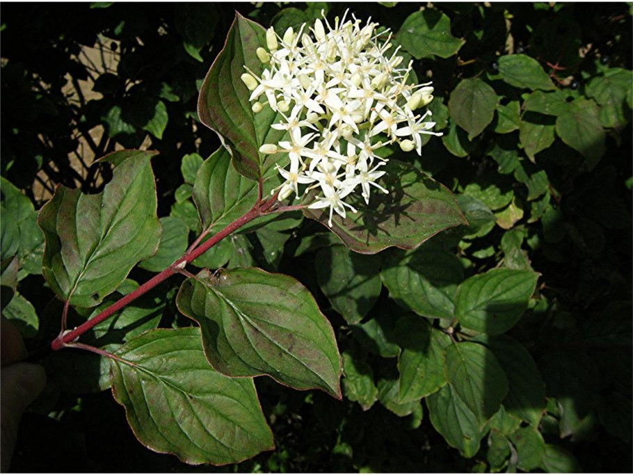 Дерен Cornus sanguinea