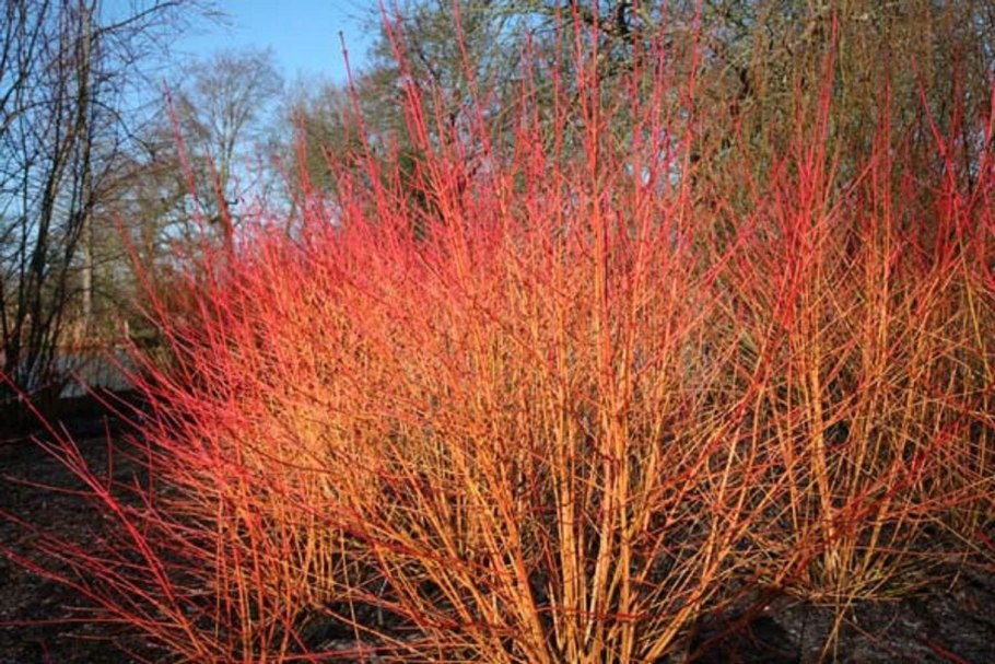 Дерен кроваво-красный, Свидина
