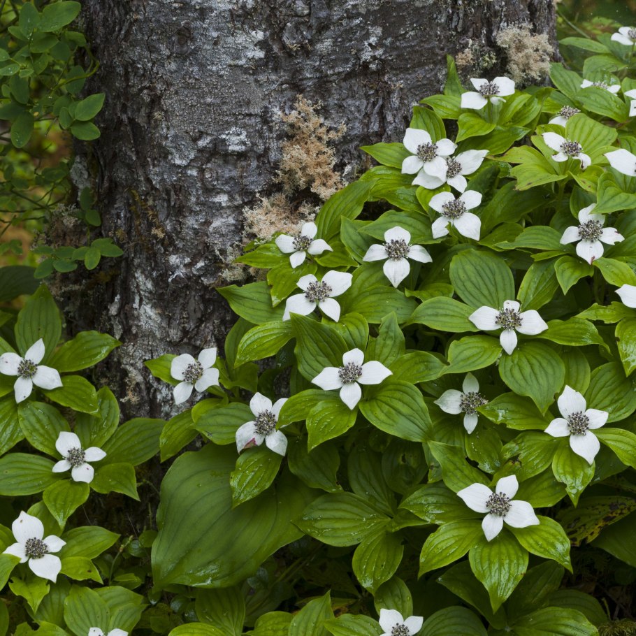 Дерен Криспа
