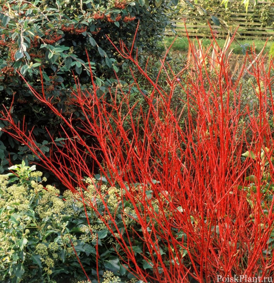 Дёрен красный Винтер Бьюти